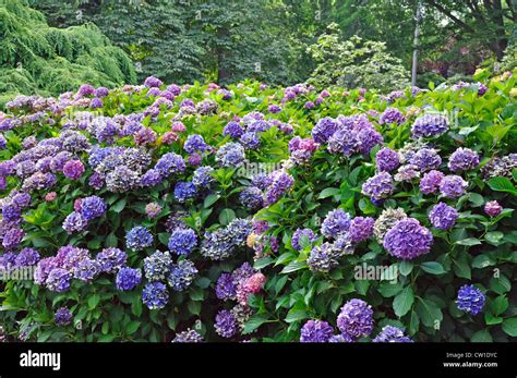 Blooming purple hydrangea bush Stock Photo - Alamy