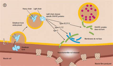 Feuerwerk Verformen Klient mechanism of action of botulinum toxin ...