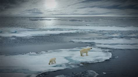 The Devastating Impact of Climate Change on the Arctic Ecosystem - Giving Compass