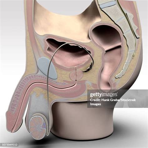 Male Reproductive System Cross Section High Res Illustrations - Getty ...