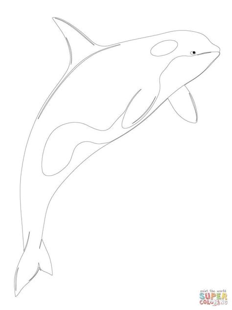 Explore Shamu Coloring Pages - Wordpresstemalarr