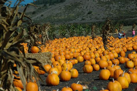 File:Pumpkin Patch.jpg - Wikimedia Commons