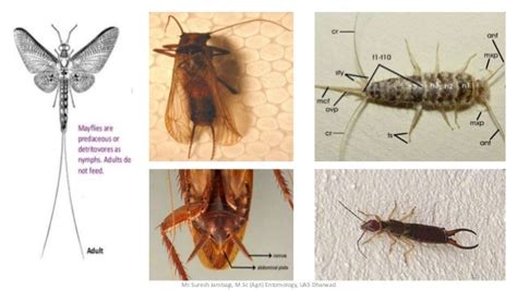 Insect abdomen and its appendages