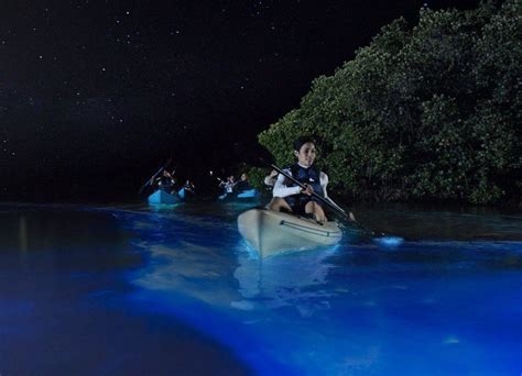 Puerto Rico bioluminescent bays boat tours