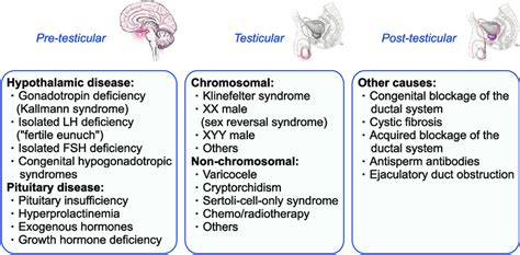 Causes of male infertility. LH: luteinizing hormone, FSH:... | Download Scientific Diagram