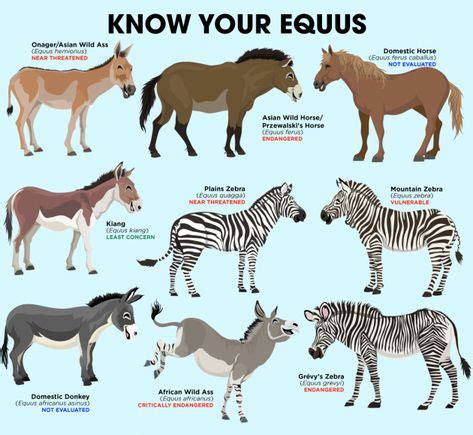 Equus #mammals #mammals #poster (2020) | Horse species, Animals wild, Animals information