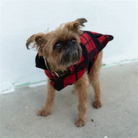 The Best Dog Winter Clothes, According to Famous Instagram Dogs