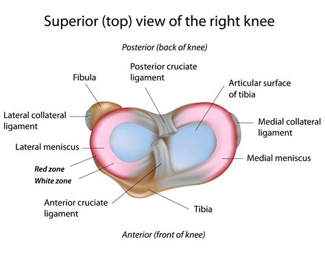 Knee Ligament Injury | Physiotherapy Treatment Singapore. Fast pain relief. Time for a fuller life.