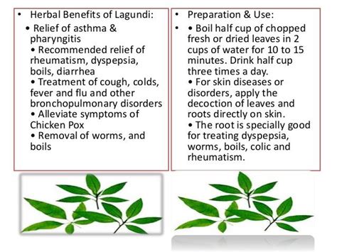 Nehemiah Superfood - Lagundi