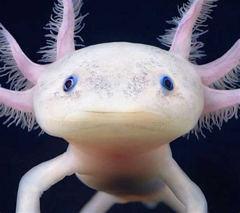 Axolotl - Malta National Aquarium