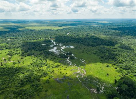 A Journey to the Heart of Africa: An Adventure in the Congo Rainforest ...