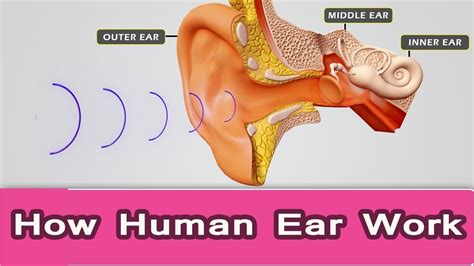 Anatomy Of Ear And Functions - Anatomy Reading Source