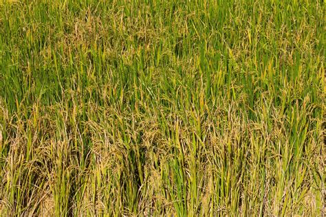 Rice harvesting season 7427336 Stock Photo at Vecteezy