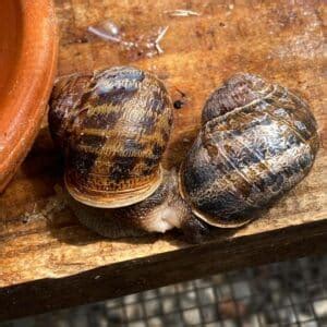 How Do Snails Reproduce? - Learn About Nature