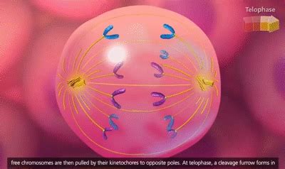 Mitosis/Meiosis Jeopardy Template