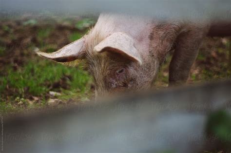 "Domestic Pig In The Farm" by Stocksy Contributor "Boris Jovanovic ...