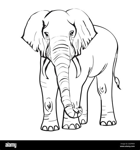 An asian elephant Stock Vector Images - Alamy