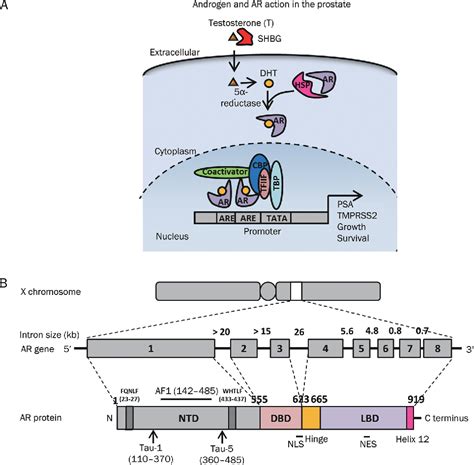 [PDF] Androgen receptor: structure, role in prostate cancer and drug ...