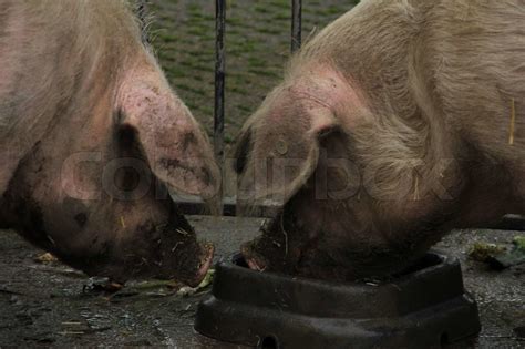 Two pigs. | Stock image | Colourbox