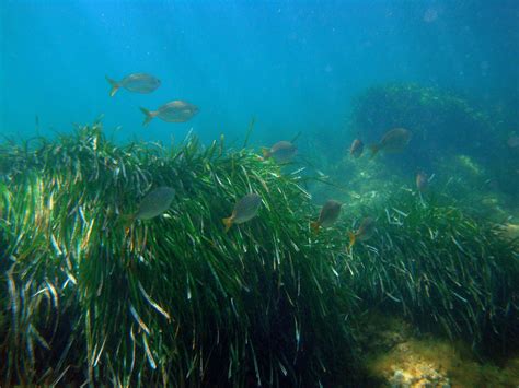 1: Seagrass Posidonia Oceanica. Pages: , , | Download Scientific Diagram