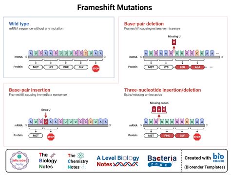 Point mutation- Definition, Causes, Mechanism, Types, Examples, Applications