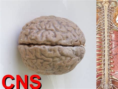 CNS Tumor Types and Characteristics | PPT