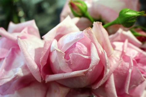 Rare Heritage and New Rose Cultivars | HGTV