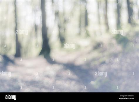 Sunny forest background Stock Photo - Alamy