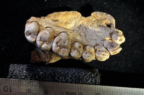 Ancient Jawbone From Israeli Cave Becomes Oldest Evidence of Humans ...