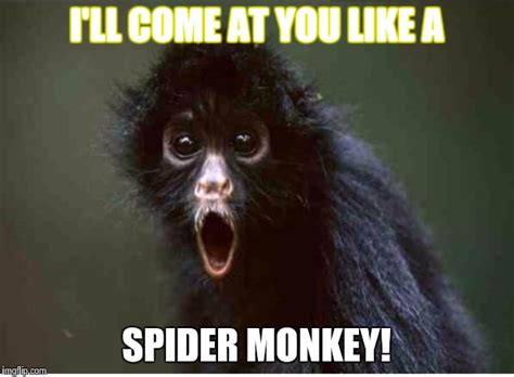 Spider monkey Memes - Imgflip