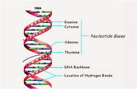 DNA Structure | Watson and Crick's model of DNA - Javatpoint