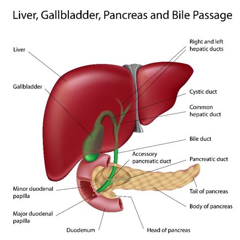 Behind the Mystery of the Biliary Tree