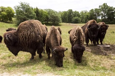 Nebraska s wildlife safari with kids – Artofit