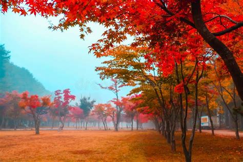 Colorful Autumn at Nami Island, South Korea. Stock Photo - Image of ...