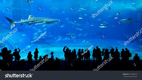 2,359 Aquarium dubai Images, Stock Photos & Vectors | Shutterstock