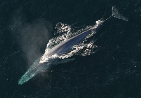 Put Those Q-Tips Away! Turns Out Whale Earwax Is Pretty Useful