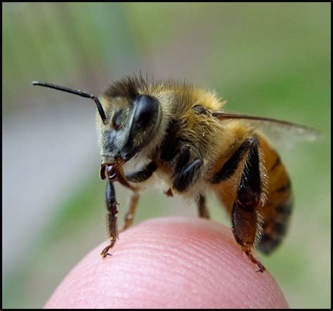 Honeybee memories: Another piece of the Alzheimer's puzzle?