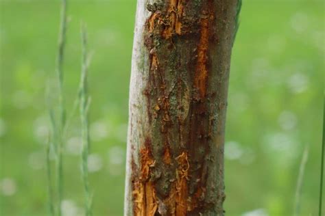 Fruit Tree Bark Peeling - Why And What To Do?