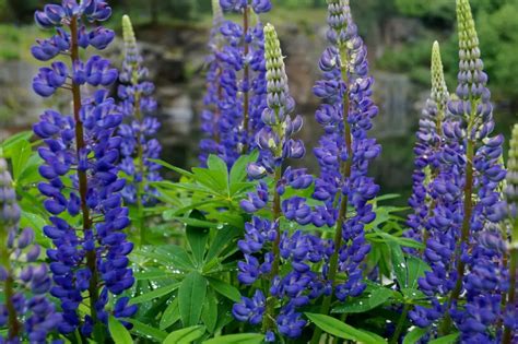 Lupinus (Lupine; Lupin) – A to Z Flowers