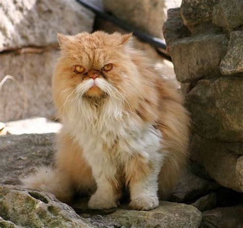 Wilford Brimley cat | Animals | Pinterest