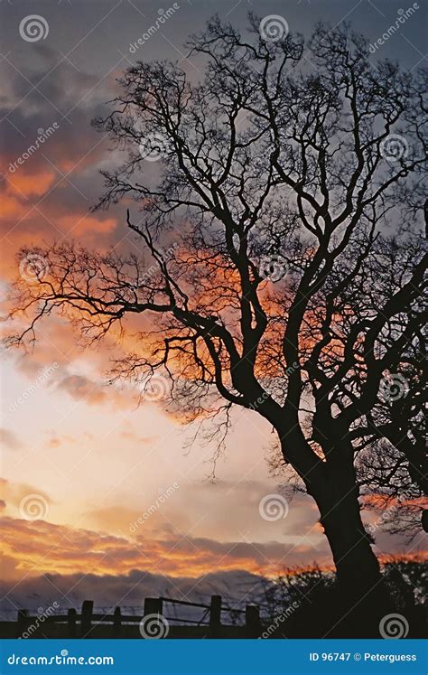 Sunrise Tree Silhouette stock image. Image of artistic, light - 96747