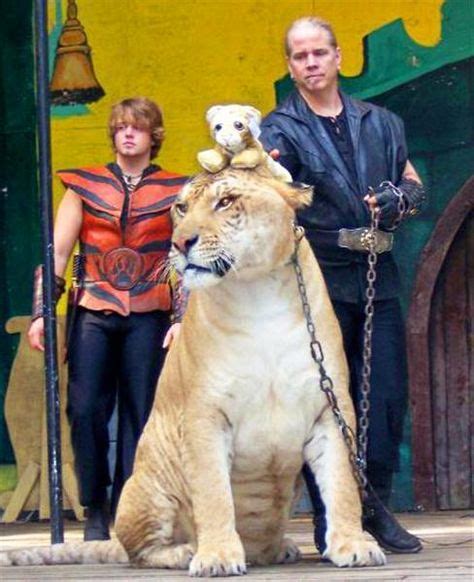 10 Liger Hercules Pictures and Photos ideas | liger, hercules, pictures