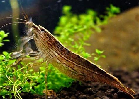 Bamboo Shrimp| Care Guide, Breeding, Feeding, Etc.