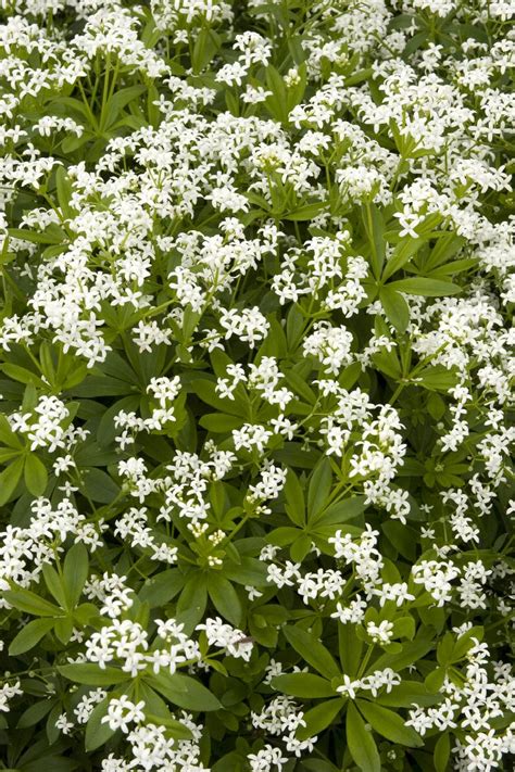 Sweet Woodruff, Galium odoratum, Monrovia Plant