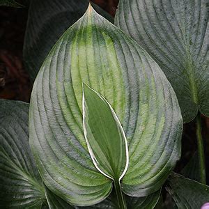 Hosta Varieties for Sale| Nurseries Online US