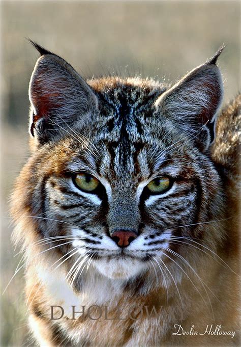 A Serious gaze in the eyes of the high desert bobcat. # 298 | wildlife | Pinterest | The high ...