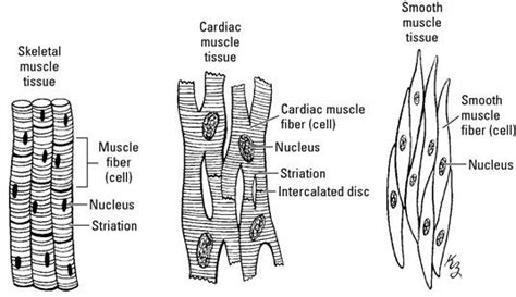 Muscle Tissue Drawing at PaintingValley.com | Explore collection of Muscle Tissue Drawing