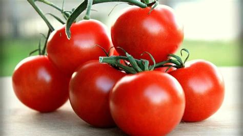 Campari Tomato Plant Care — A Definitive Guide