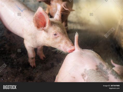 Pigs Farm. Meat Image & Photo (Free Trial) | Bigstock