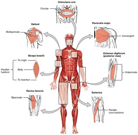 Interactions of Skeletal Muscles | Anatomy and Physiology I